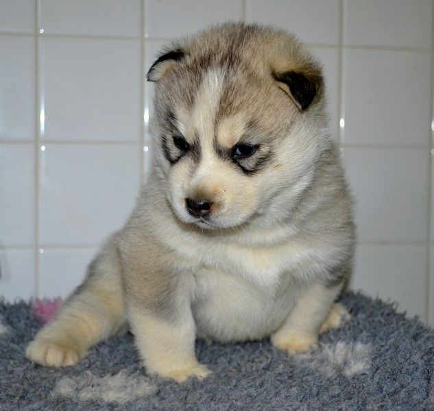 des étoiles du printemps - Chiots disponibles - Siberian Husky